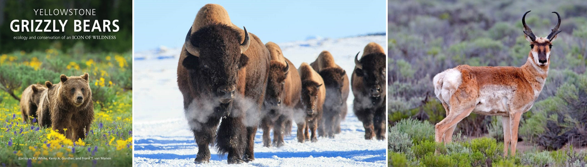 Animals of Lamar Valley