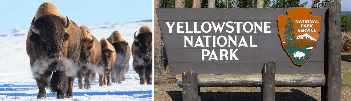 Bison and Yellowstone National Park sign