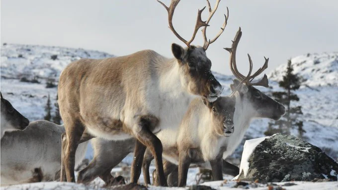 Reindeer in the Arctic