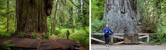 Tallest trees