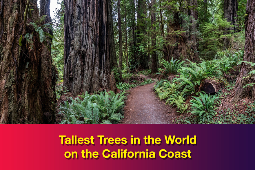Tallest Trees in the World on the California Coast